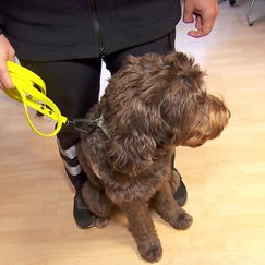 Stabile Ehrenamtsquote in Österreich