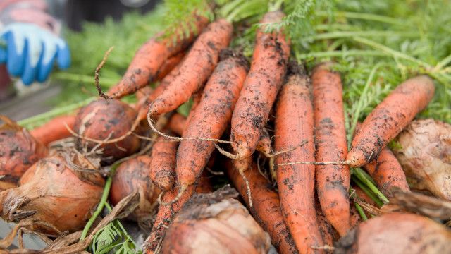 Naturgeschichten: Die flotte Karotte - Folge 2