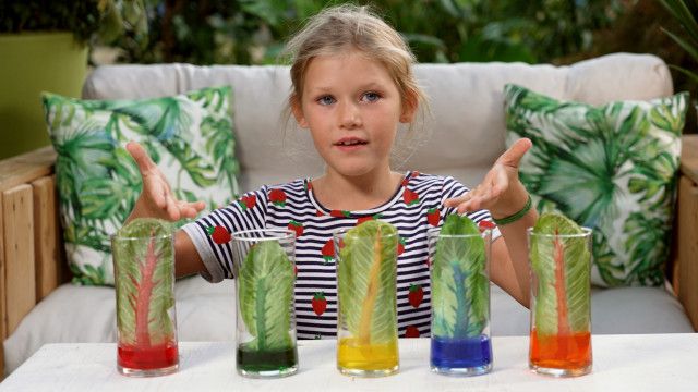 Die Gartenpiraten: Salat