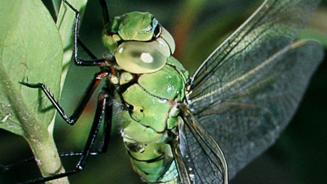 Universum: Libellen - Die Himmelsjäger