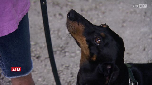 ZIB 8:00 vom 06.03.2026