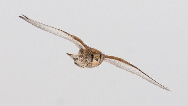 Universum: Turmfalken - Jäger der Großstadt