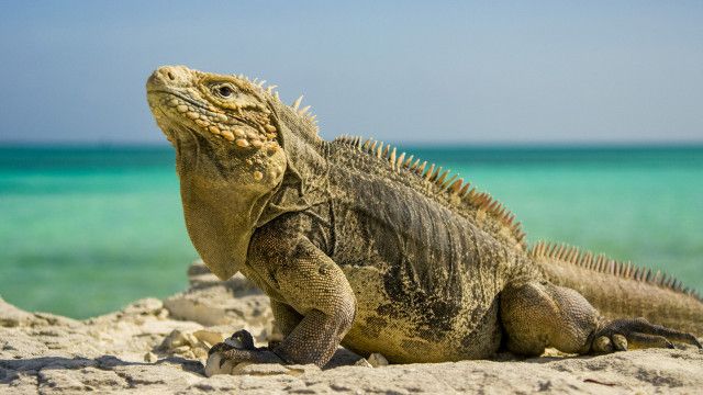 Universum: Kuba - Im Rhythmus der Natur