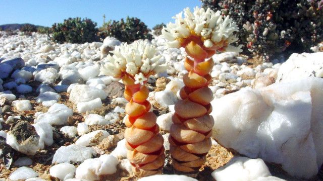 Expeditionen: Namaqualand - Der Blumengarten Afrikas