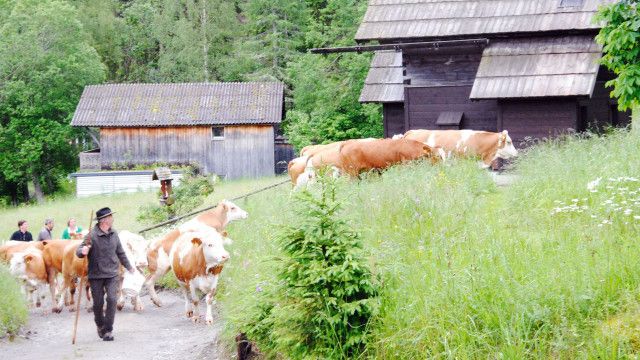Erlebnis Österreich: Die Riesneralm - Aufifoarn zum Owikemman