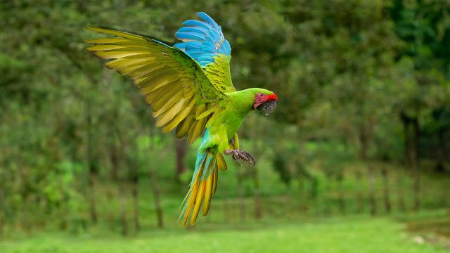 Universum: Costa Rica - Der Regenwald der Österreicher