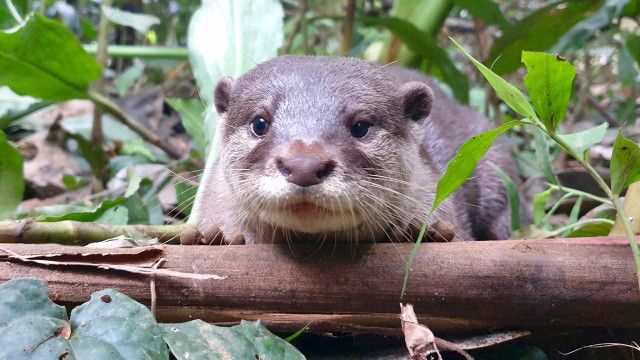 Universum: Vietnams tropischer Süden - Im Reich des Wassers
