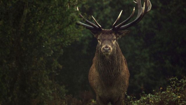 Universum: Comeback im Königreich - Wie aus Farmland Wildnis wird