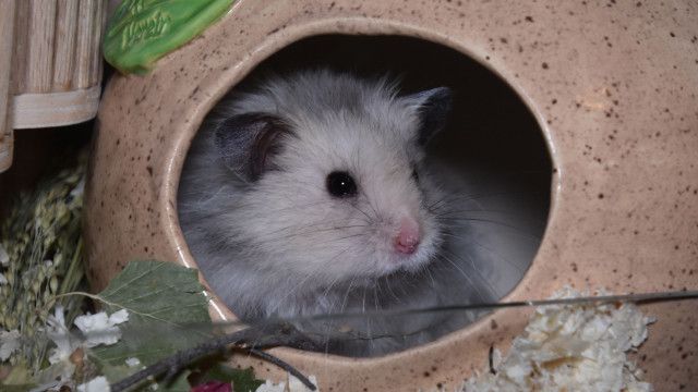 Mini Spezial: Haustier Hamster