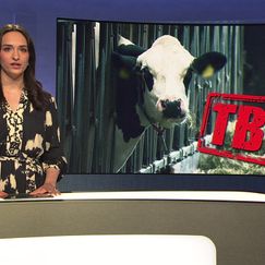 Verdacht auf Rinder-TBC im Bregenzerwald