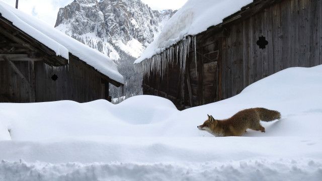 Universum: Dolomiten - Sagenhaftes Juwel der Alpen
