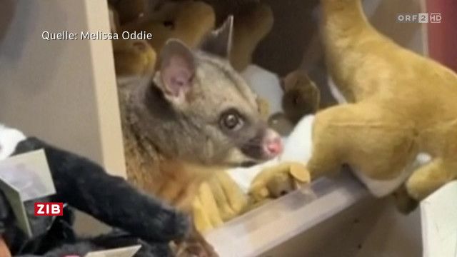 ZIB 8:30 vom 19.03.2026