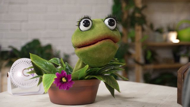 Die Gartenpiraten: Wasserpflanzen