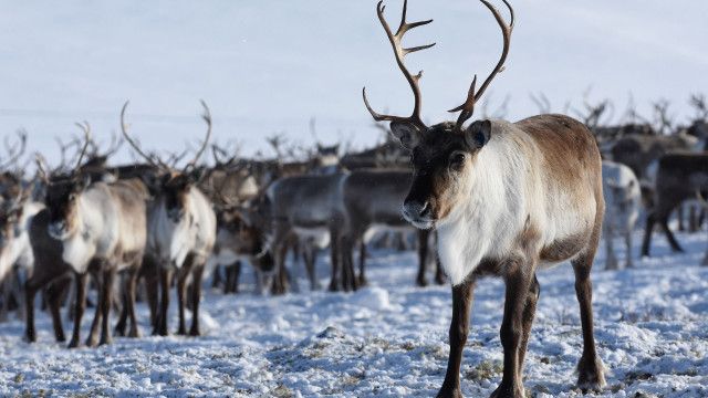 Universum: Feuer und Eis - Die magischen Inseln der Wikinger