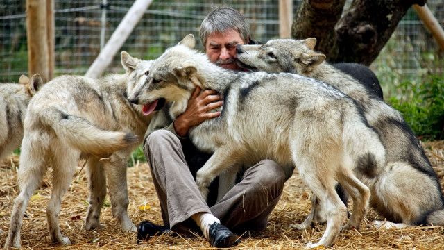 Universum: Mit Wölfen unter einer Decke (2/3)