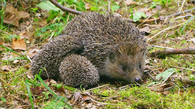 Expeditionen: Das Jahr des Igels