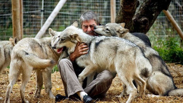Expeditionen: Mit Wölfen unter einer Decke 2/3