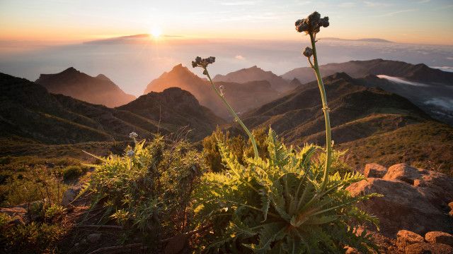 Universum: Die Kanarischen Inseln - Im Reich der Feuerberge