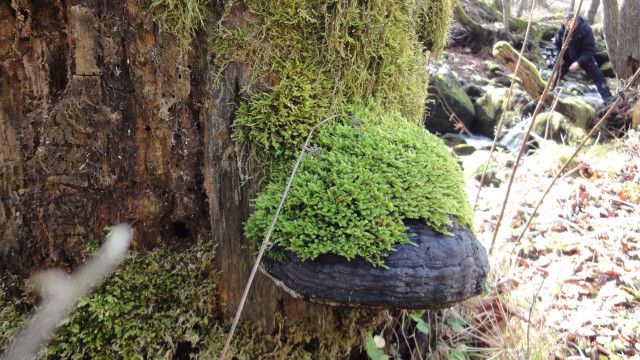 Reisezeit - Zurück zur Natur: Oberes Mühlviertel