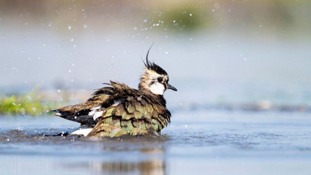 Expeditionen: Österreichs Vogelwelt - Ein bedrohtes Paradies