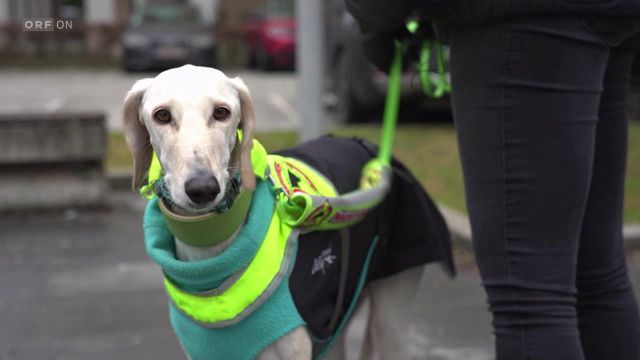 Bürgeranwalt vom 31.01.2026