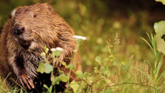 Universum: Hulik und die Biber