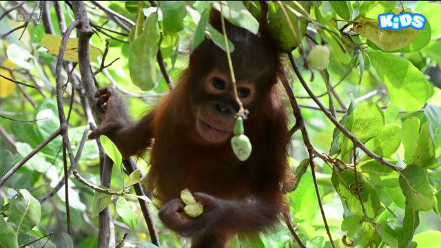 Tolle Tiere vom 05.12.2024