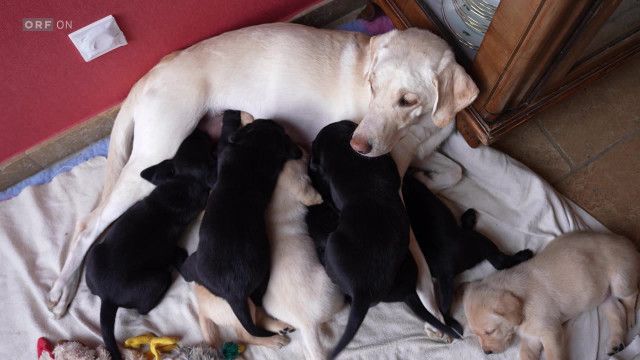 Akte Betrug: Von Welpenhandel bis Fake Fashion