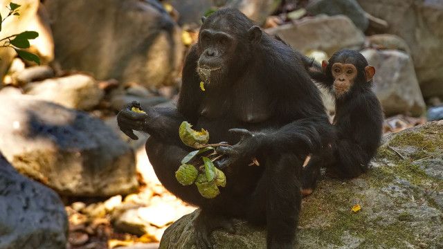 Universum: Tanganjikasee - Das blaue Herz Afrikas