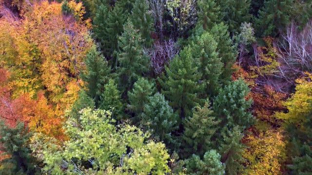 Österreich-Bild: Salzburgs grüner Schatz - Innovation mit Holz