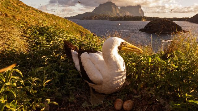 Universum: Australiens verborgenes Paradies - Lord Howe Island