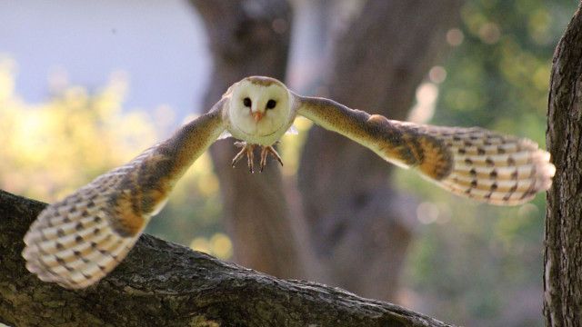 Expeditionen: Der Flug der Eule