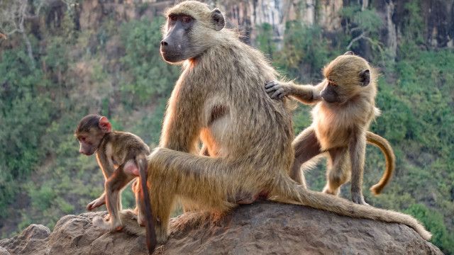 Universum: Die Victoriafälle - Afrikas Garten Eden
