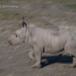 Nashornbaby Nuru erstmals an der frischen Luft