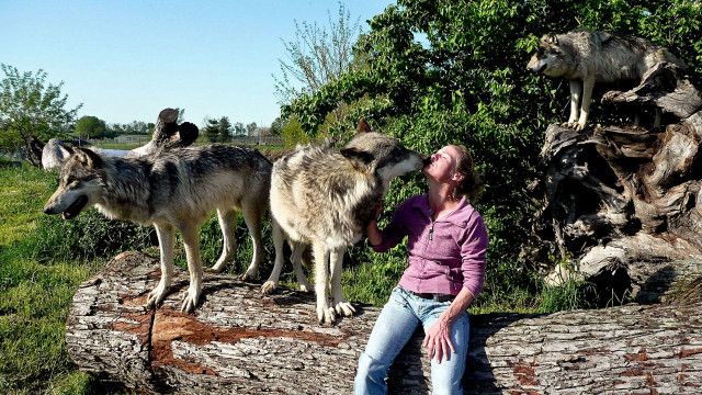 Expeditionen: Mit Wölfen unter einer Decke 1/3