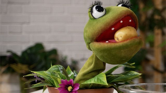 Die Gartenpiraten: Kartoffel