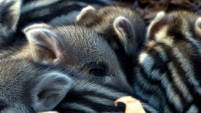 Expeditionen: Wildschweine - Das Comeback