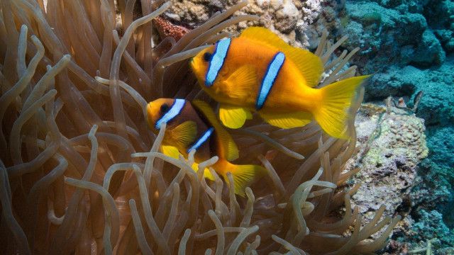 Universum: Das Rote Meer - Im Zaubergarten der Evolution