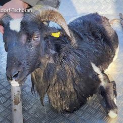 Ziege aus Ossiacher See gerettet