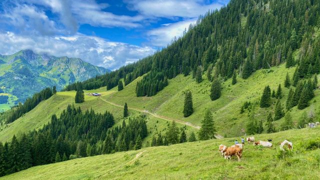 Landleben: Almsommer in den Hohen Tauern