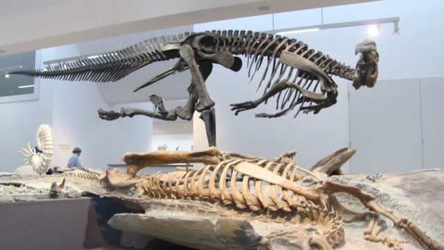 Die Urzeit am Bodensee - als noch Elefanten grasten