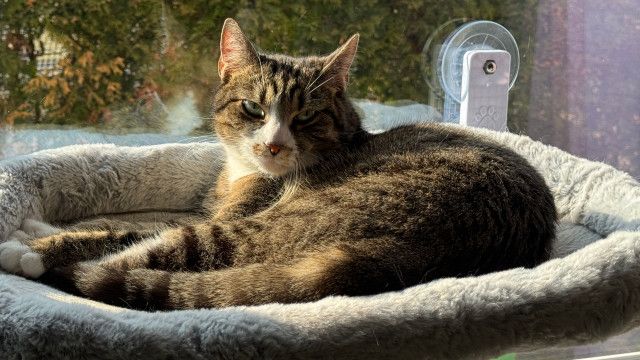 Mini Spezial: Haustier Katze