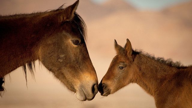 Universum: Afrikas Wilder Westen - Namibias Wüstenpferde