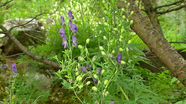 Erlebnis Österreich: Von Melisse, Meisterwurz & Co - Ein Streifzug durch Tiroler Kräutergärten