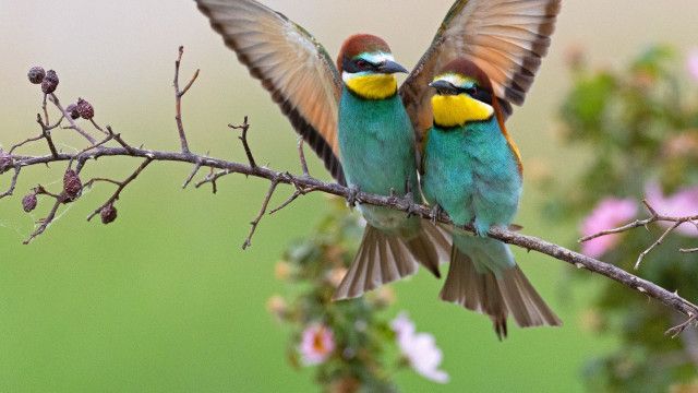 Universum: Das Donaudelta - Paradies am Schwarzen Meer