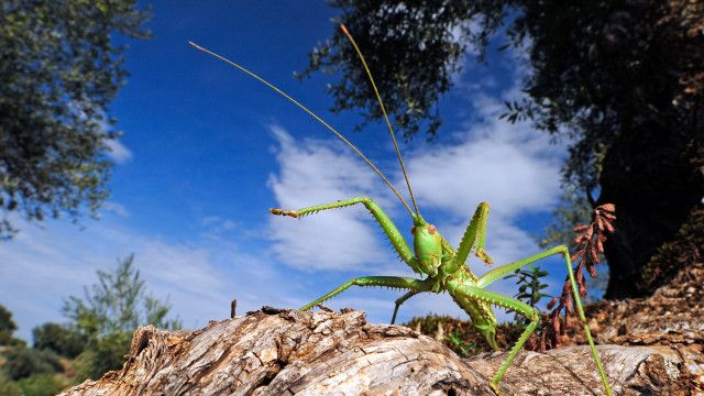 Expeditionen: Wildes Griechenland - Die geheimnisvollen Inseln (2/2)