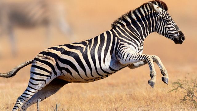 Helden der Evolution: Huftiere