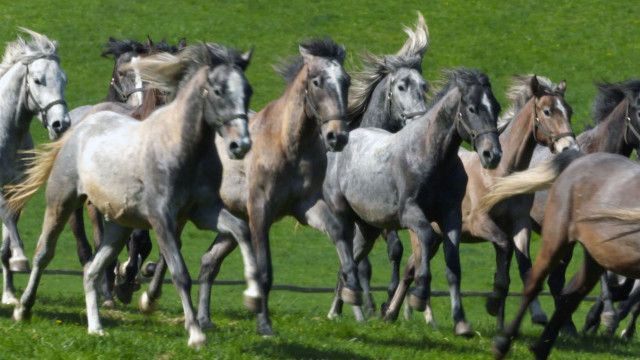 Weiße Pferde, blaue Reben - In der Heimat der Lipizzaner und des Schilchers