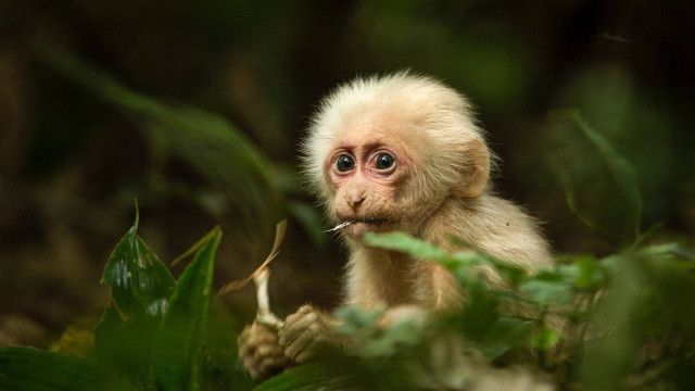Expeditionen: Brahmaputra - Der große Fluss vom Himalaya 2/3