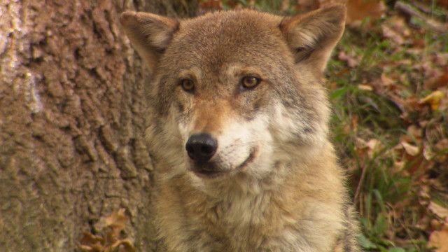 Unser Österreich: Der Wolf kommt zurück